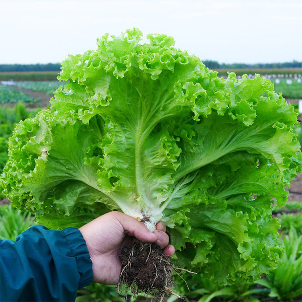 Xishuai Lollo Bionda Lettuce Seeds, 2g
