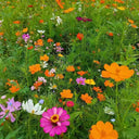 Wildflower Mix, 1000 Seeds