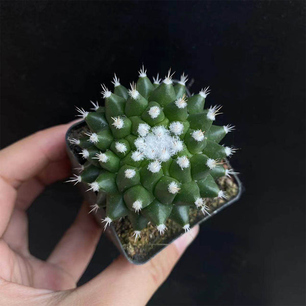 Mammillaria magnimamma 'Toluca', 3-4cm