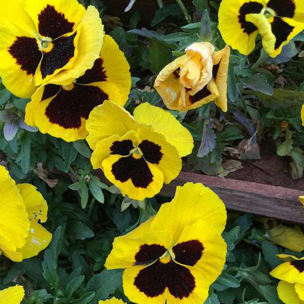 Super Bingo Series Blotched Yellow Pansy Seeds, 100 Seeds