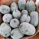 Mini Small Winter Melon No.1 Seeds, 1g