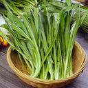 Sawtooth Coriander Seeds, 1000 Seeds