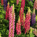 Mixed Color Lupine, 1g