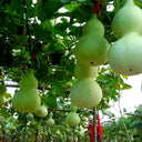 Giant Birdhouse Gourd, 10 Seeds