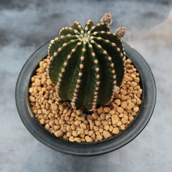 Echinopsis Hybrid 'Heijingang', 3-4cm