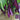 W963 Red Gold Purple-Red Long Eggplant, 5g