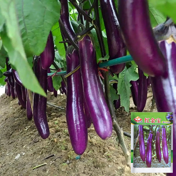 W963 Red Gold Purple-Red Long Eggplant, 5g