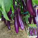W963 Red Gold Purple-Red Long Eggplant, 5g