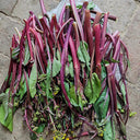 'Jiuhua' Flowering Stalk Seeds, 10g