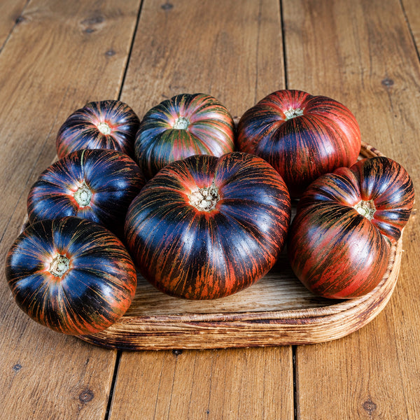 56 Rebel × Marsha's Beefsteak Tomato, 5 Seeds