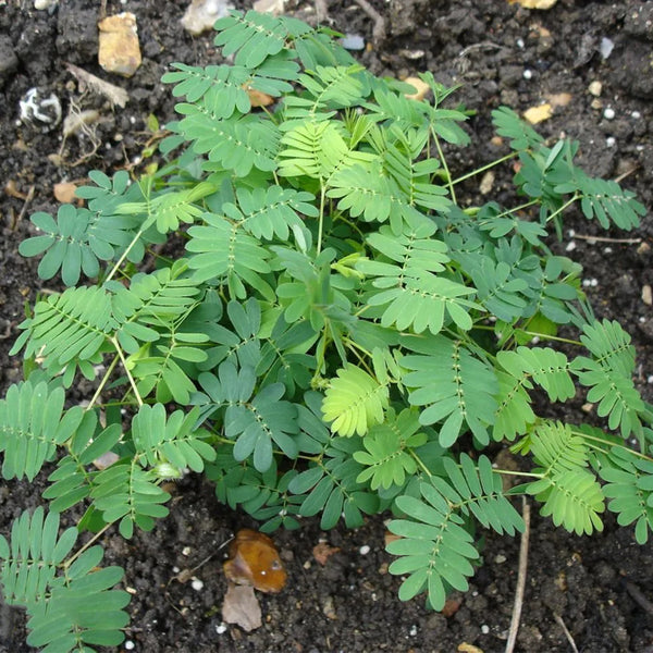 Sensitive Plant (Mimosa pudica L.) Seeds, 100 Seeds