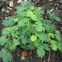 Sensitive Plant (Mimosa pudica L.) Seeds, 100 Seeds
