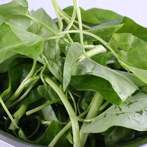 Large-Leaf White-Stem Water Spinach Seeds, 20g