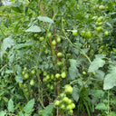 Green Jade Tomato, 100 Seeds