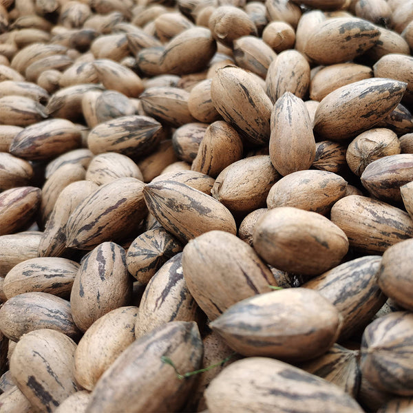 Pecan, 5 Seeds