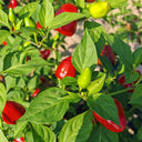 Spicy Aromatic Jar Pepper Seeds, 0.5g