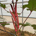 Jinfeng No.9 Red Okra Seeds, 10g