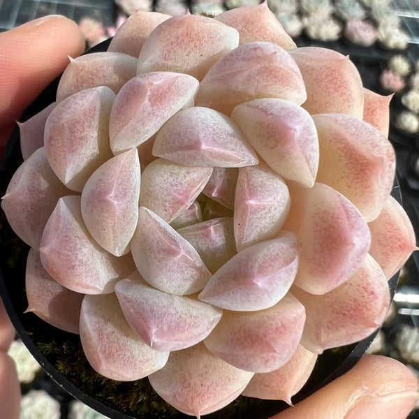 Echeveria cv. 'Moon Star', 3pcs x 1-head