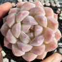 Echeveria cv. 'Moon Star', 3pcs x 1-head