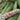 'Huanai 106' Color Sweet Waxy Corn Seeds, 200g