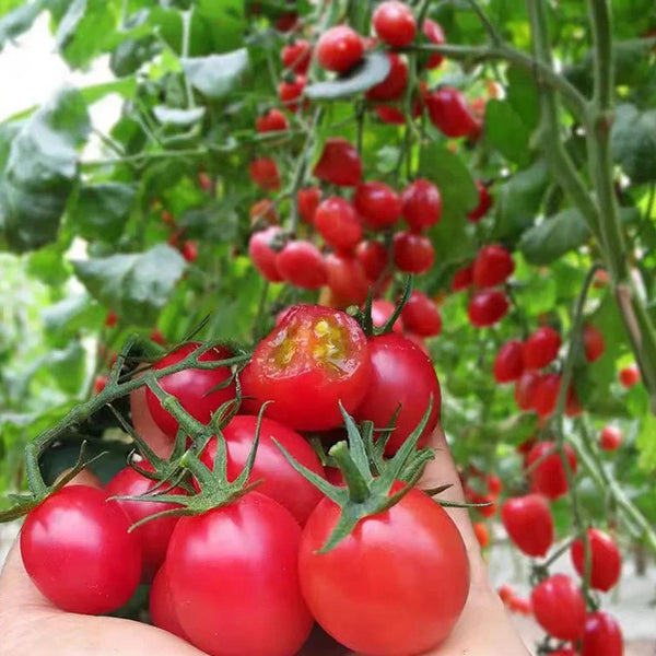 'Imperial Ruby' Traditional Cherry Tomato Seeds, 20 Seeds