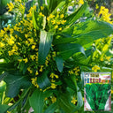 'Li Jian' 120-Day Sweet Choy Sum Seeds, 20g