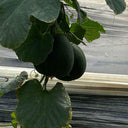 Sweet Mealy Black Skin Melon, 100 Seeds