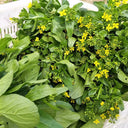 Sijiu Yellow-leaf Choy Sum Seeds, 20g