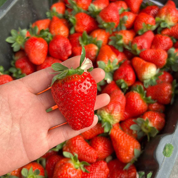 Four Seasons Cream Strawberry, 200 Seeds