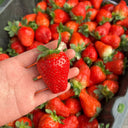 Four Seasons Cream Strawberry, 200 Seeds