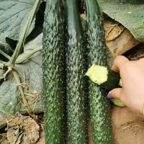 Fuyang Spiny Cucumber Seeds, 30 Seeds