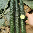 Fuyang Spiny Cucumber Seeds, 30 Seeds