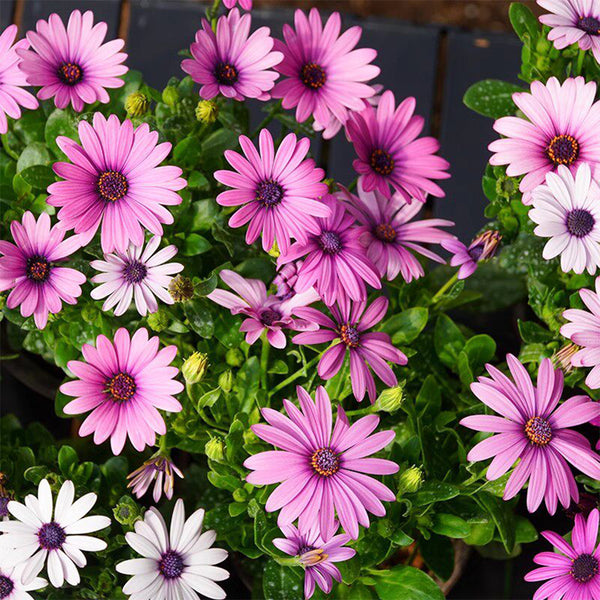 Pink African Daisy, 50 Seeds