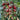 Dream Purple Cherry Tomato, 100 Seeds