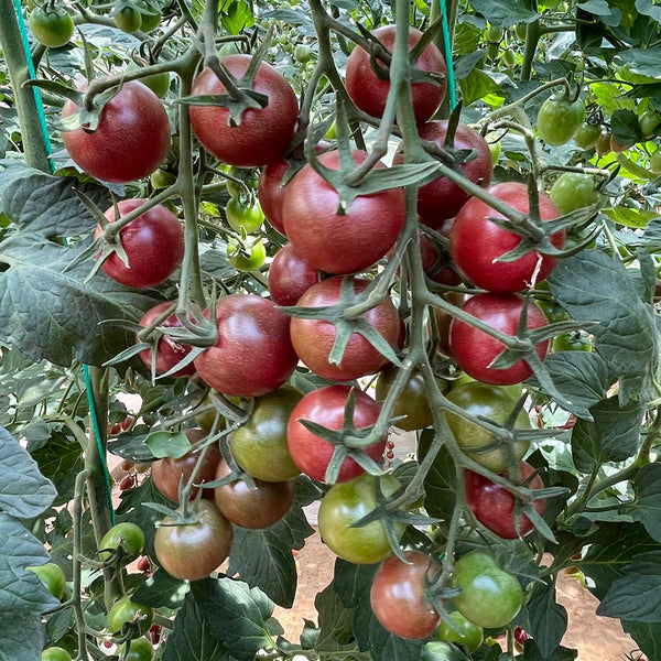 Dream Purple Cherry Tomato, 100 Seeds