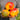 997 Amber Scallop Tomato, 5 Seeds