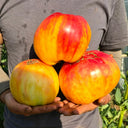 997 Amber Scallop Tomato, 5 Seeds