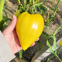 U2607 Yellow Mango Honey Tomato, 10 Seeds