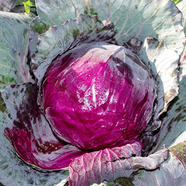 W957 Purple Wind Red Cabbage, 50 Seeds