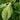 Sweet Crispy 'Chiye' Pak Choi Seeds, 20g