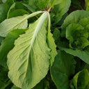 Sweet Crispy 'Chiye' Pak Choi Seeds, 20g