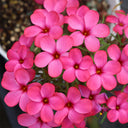 Oxalis 'Andromeda', 1 Bulb