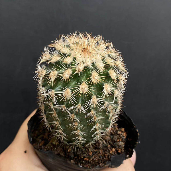 Echinocereus melanocentrus, 4-5cm
