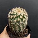 Echinocereus melanocentrus, 4-5cm