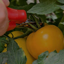 'Golden Apple' Big Yellow Tomato Seeds, 20 Seeds