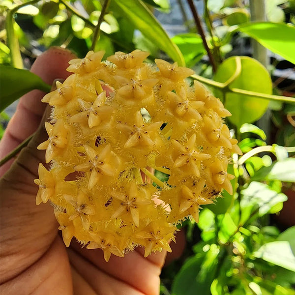 Hoya mindorensis 'Yellow Form', 5 Cuttings