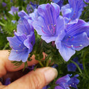 Viper's Bugloss Seeds, 200 Seeds