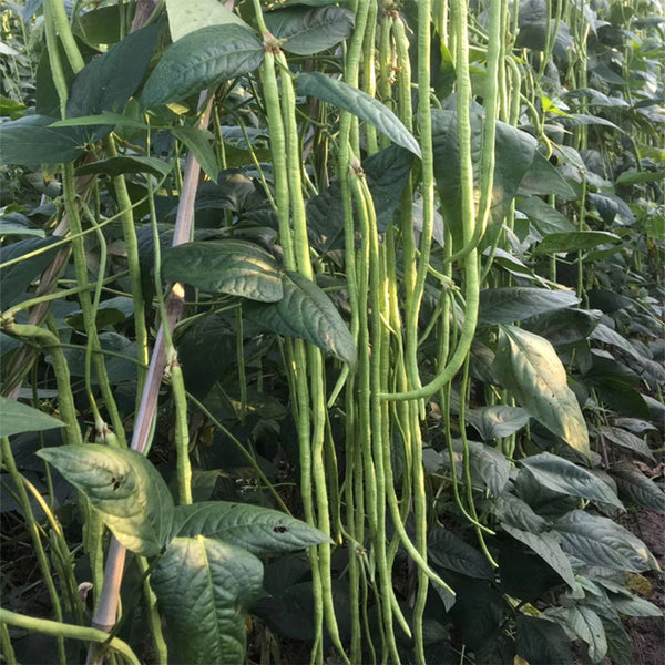 Chunxiu No.7 Long Bean Seeds, 200g