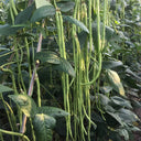 Chunxiu No.7 Long Bean Seeds, 200g