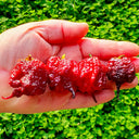 Purple Gator Jigsaw Ghost Pepper, 3 Seeds